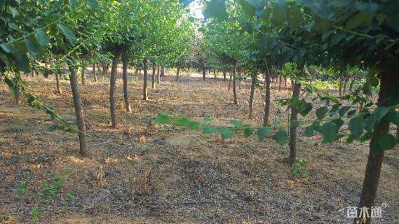 16公分骨里红梅