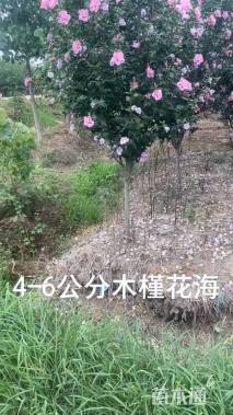 高度170厘米木槿