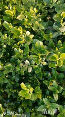高度12厘米大叶黄杨