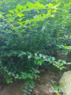 高度50厘米小叶女贞小苗