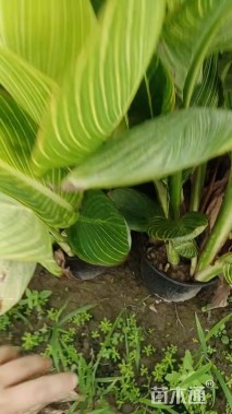 高度45厘米花叶美人蕉