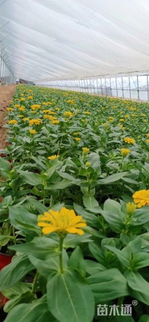 高度15厘米百日草