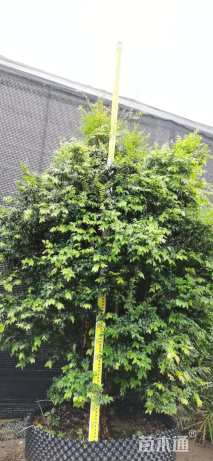 高度220厘米嘉宝果