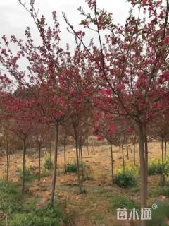 12公分北美海棠