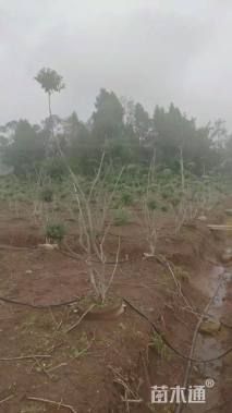 8公分造型银姬小蜡