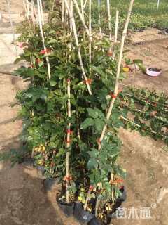 高度100厘米蔷薇