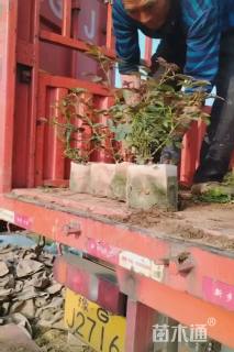 高度60厘米欧洲月季