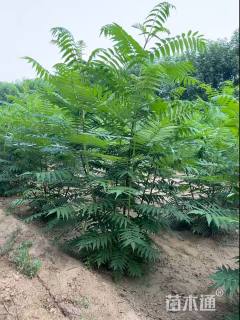 高度300厘米丛生火炬