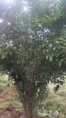 高度400厘米丛生大叶女贞
