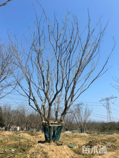 90公分(5杆)丛生朴树