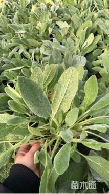 高度15厘米毛水苏