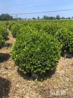 冠幅120厘米卫矛球