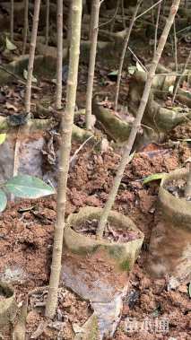 0.5公分大叶女贞