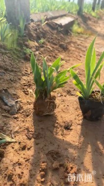 高度10厘米鸢尾