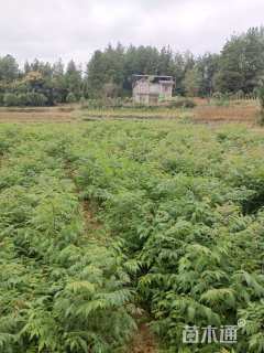 高度100厘米栾树小苗