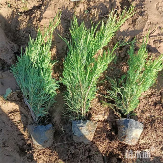 高度100厘米沙地柏
