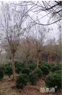 冠幅80厘米大叶黄杨球