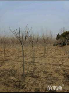 4公分染井吉野樱