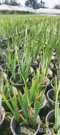 高度40厘米西伯利亚鸢尾