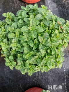 高度10厘米薄荷