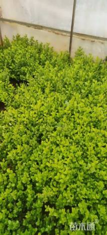 高度20厘米金叶女贞小苗