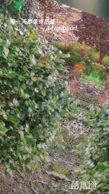 冠幅100厘米海桐球