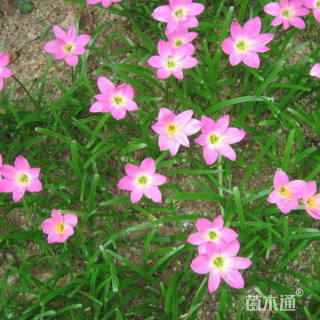 高度20厘米葱兰