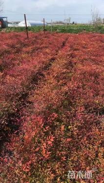 高度40厘米南天竹