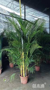 裸干高120厘米散尾葵