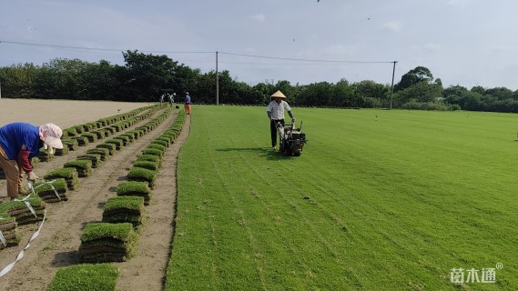 草块状百慕大草