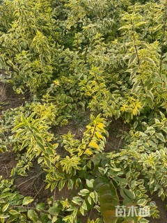 高度120厘米金叶连翘