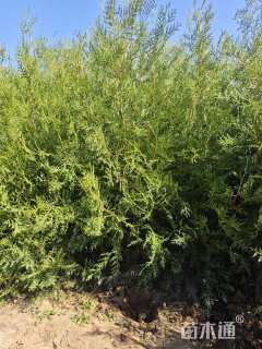 高度150厘米侧柏