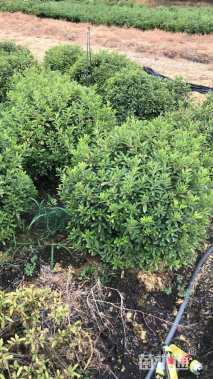 冠幅80厘米杜鹃球