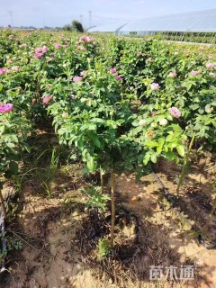 高度80厘米棒棒糖月季