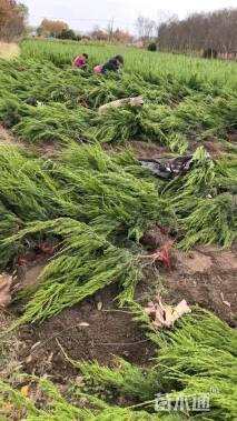 高度60厘米龙柏