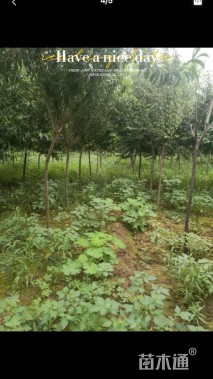 高度350厘米李子树