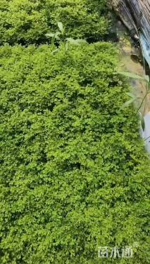 高度5厘米翠云草