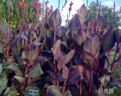 高度40厘米紫叶美人蕉