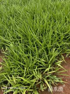 高度30厘米吉祥草