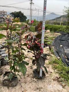 高度30厘米彩叶扶桑