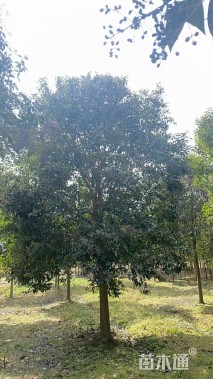 12公分大叶女贞