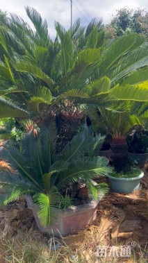 裸干高120厘米铁树