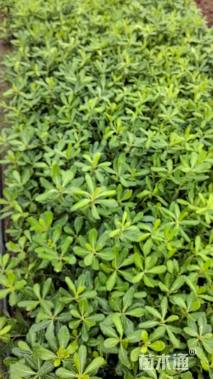 高度20厘米海桐