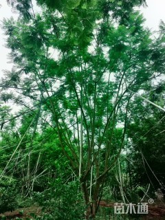 15公分(3杆)丛生蓝花楹