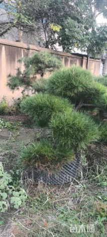 12公分造型黑松