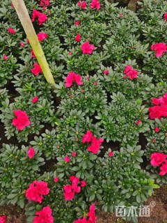 高度20厘米西洋杜鹃