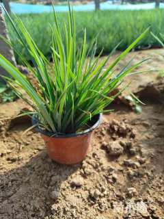 高度10厘米紫露草