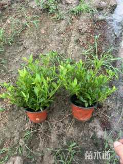 高度35厘米小叶栀子