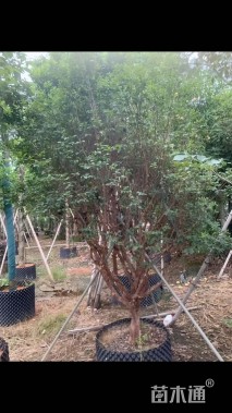 高度350厘米嘉宝果