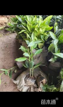 高度30厘米洒金珊瑚